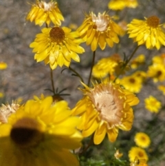 Xerochrysum viscosum (Sticky Everlasting) at Fentons Creek, VIC - 3 Dec 2021 by KL