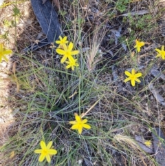 Tricoryne elatior (Yellow Rush Lily) at Fentons Creek, VIC - 3 Dec 2021 by KL