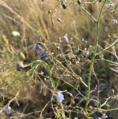 Dianella (genus) (Flax Lily) at Fentons Creek, VIC - 4 Dec 2021 by KL