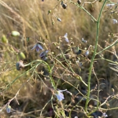 Dianella sp. (Flax Lily) at Fentons Creek, VIC - 3 Dec 2021 by KL