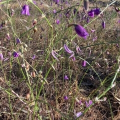 Arthropodium fimbriatum (Nodding Chocolate Lily) at Fentons Creek, VIC - 4 Dec 2021 by KL