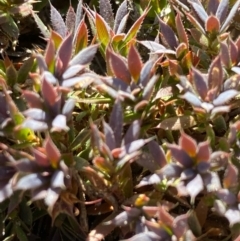 Styphelia humifusum (Cranberry Heath) at Fentons Creek, VIC - 5 Dec 2021 by KL