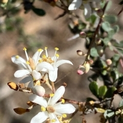 Bursaria spinosa (Native Blackthorn, Sweet Bursaria) at Fentons Creek, VIC - 5 Dec 2021 by KL