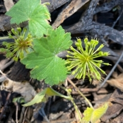 Hydrocotyle laxiflora (Stinking Pennywort) at Fentons Creek, VIC - 5 Dec 2021 by KL