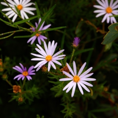 Olearia tenuifolia (Narrow-leaved Daisybush) at Tennent, ACT - 6 Dec 2021 by MB