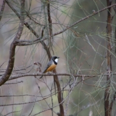 Pachycephala rufiventris (Rufous Whistler) at Tennent, ACT - 6 Dec 2021 by MB