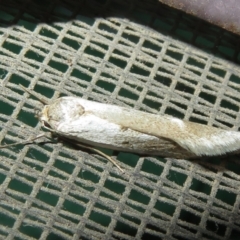 Oecophoridae (family) (Unidentified Oecophorid concealer moth) at Flynn, ACT - 3 Dec 2021 by Christine