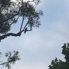 Callocephalon fimbriatum (Gang-gang Cockatoo) at O'Malley, ACT - 6 Dec 2021 by Tapirlord