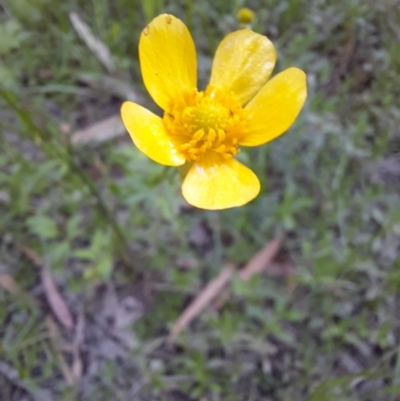 Ranunculus sp. (Buttercup) at Warrawidgee, NSW - 10 Nov 2021 by MB