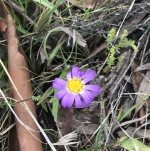 Calotis scabiosifolia var. integrifolia at Yaouk, NSW - 28 Nov 2021