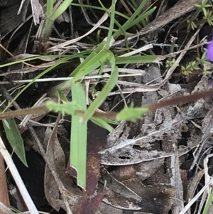 Calotis scabiosifolia var. integrifolia at Yaouk, NSW - 28 Nov 2021