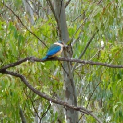 Todiramphus sanctus (Sacred Kingfisher) at Carrathool, NSW - 13 Nov 2021 by MB