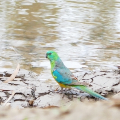 Psephotus haematonotus (Red-rumped Parrot) at Narrandera, NSW - 6 Nov 2021 by MB