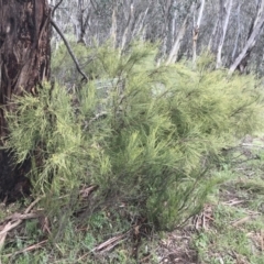 Exocarpos strictus at Yaouk, NSW - 28 Nov 2021