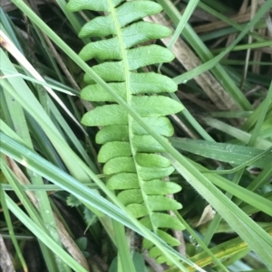 Blechnum penna-marina at Yaouk, NSW - 28 Nov 2021 11:06 AM