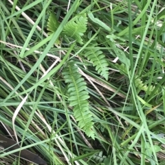 Blechnum penna-marina at Yaouk, NSW - 28 Nov 2021 11:06 AM