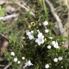 Epacris breviflora (Drumstick Heath) at Yaouk, NSW - 28 Nov 2021 by Tapirlord