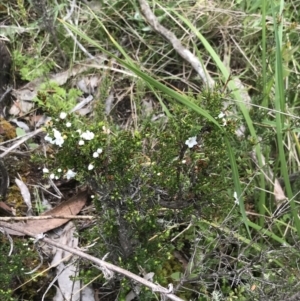 Epacris breviflora at Yaouk, NSW - 28 Nov 2021 11:07 AM