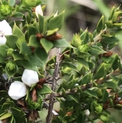 Epacris breviflora at Yaouk, NSW - 28 Nov 2021