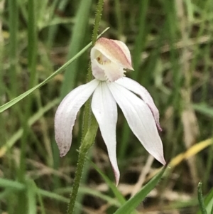 Caladenia moschata at Yaouk, NSW - 28 Nov 2021