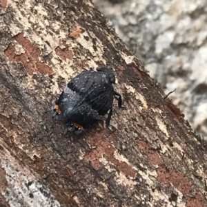 Platybrachys vidua at Yaouk, NSW - 28 Nov 2021 11:30 AM