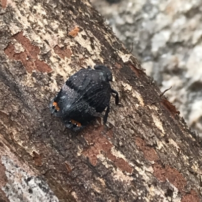 Platybrachys vidua (Eye-patterned Gum Hopper) at Yaouk, NSW - 28 Nov 2021 by Tapirlord