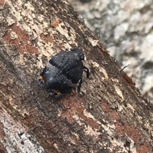 Platybrachys vidua at Yaouk, NSW - 28 Nov 2021 11:30 AM