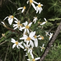 Olearia erubescens (Silky Daisybush) at Yaouk, NSW - 28 Nov 2021 by Tapirlord
