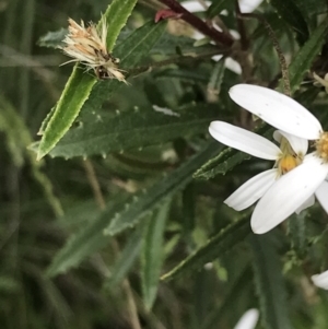 Olearia erubescens at Yaouk, NSW - 28 Nov 2021