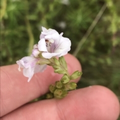 Euphrasia collina subsp. paludosa at Yaouk, NSW - 28 Nov 2021 by Tapirlord