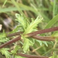 Euphrasia collina subsp. paludosa at Yaouk, NSW - 28 Nov 2021