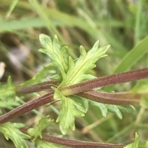 Euphrasia collina subsp. paludosa at Yaouk, NSW - 28 Nov 2021