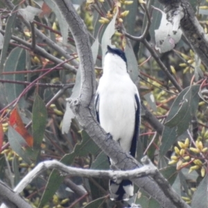 Lalage tricolor at Stromlo, ACT - suppressed