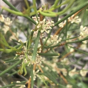 Hakea microcarpa at Yaouk, NSW - 28 Nov 2021 11:34 AM