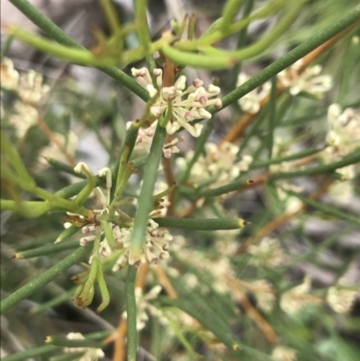 Hakea microcarpa (Small-fruit Hakea) at Yaouk, NSW - 28 Nov 2021 by Tapirlord