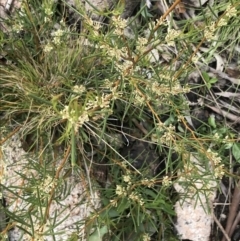 Hakea microcarpa at Yaouk, NSW - 28 Nov 2021 11:34 AM