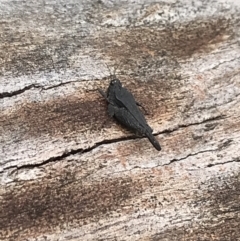 Paratettix australis (A pygmy grasshopper) at Yaouk, NSW - 28 Nov 2021 by Tapirlord