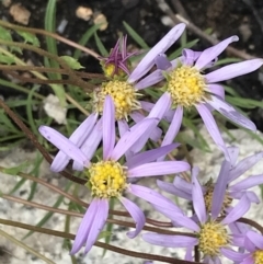 Calotis scabiosifolia var. integrifolia (Rough Burr-daisy) at Yaouk, NSW - 28 Nov 2021 by Tapirlord