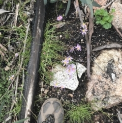 Calotis scabiosifolia var. integrifolia at Yaouk, NSW - 28 Nov 2021