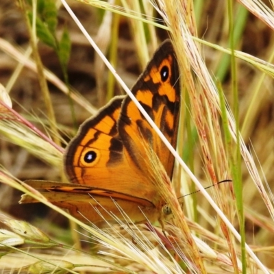 Heteronympha merope (Common Brown Butterfly) at Stromlo, ACT - 6 Dec 2021 by HelenCross