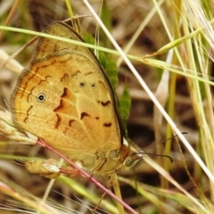 Heteronympha merope at Stromlo, ACT - 6 Dec 2021