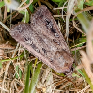 Agrotis infusa at Kambah, ACT - suppressed