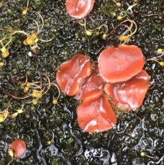 Unverified Fungus - 1 Jan 1900 by Tapirlord