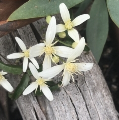 Clematis aristata (Mountain Clematis) at Yaouk, NSW - 28 Nov 2021 by Tapirlord