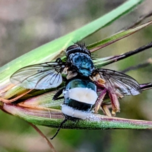 Entomophthora sp. (genus) at suppressed - 6 Dec 2021