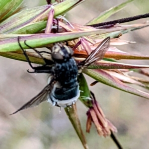 Entomophthora sp. (genus) at suppressed - 6 Dec 2021