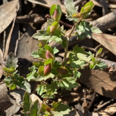 Veronica plebeia (Trailing Speedwell, Creeping Speedwell) at Fentons Creek, VIC - 5 Dec 2021 by KL