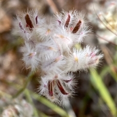 Ptilotus erubescens (Hairy Tails) at suppressed - 4 Dec 2021 by KL