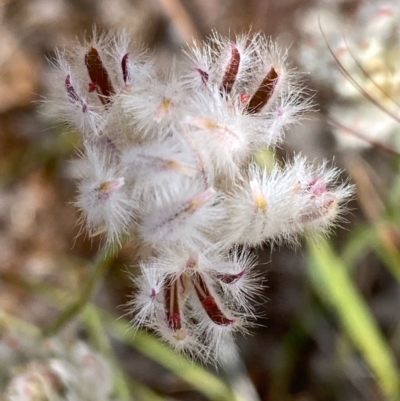 Ptilotus erubescens (Hairy Tails) at suppressed - 4 Dec 2021 by KL