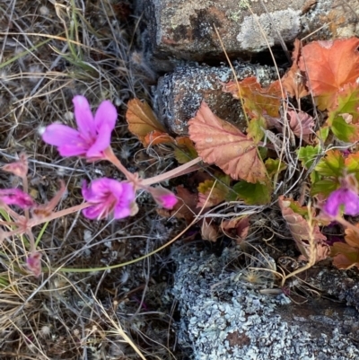 Pelargonium rodneyanum (Magenta Stork's Bill) at Fentons Creek, VIC - 4 Dec 2021 by KL